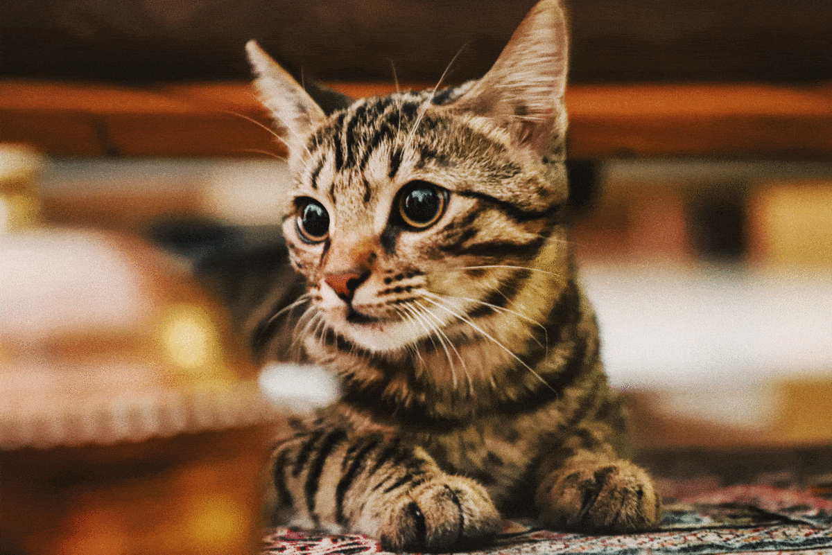 Котик и ребенок в одном доме » Eva Blog